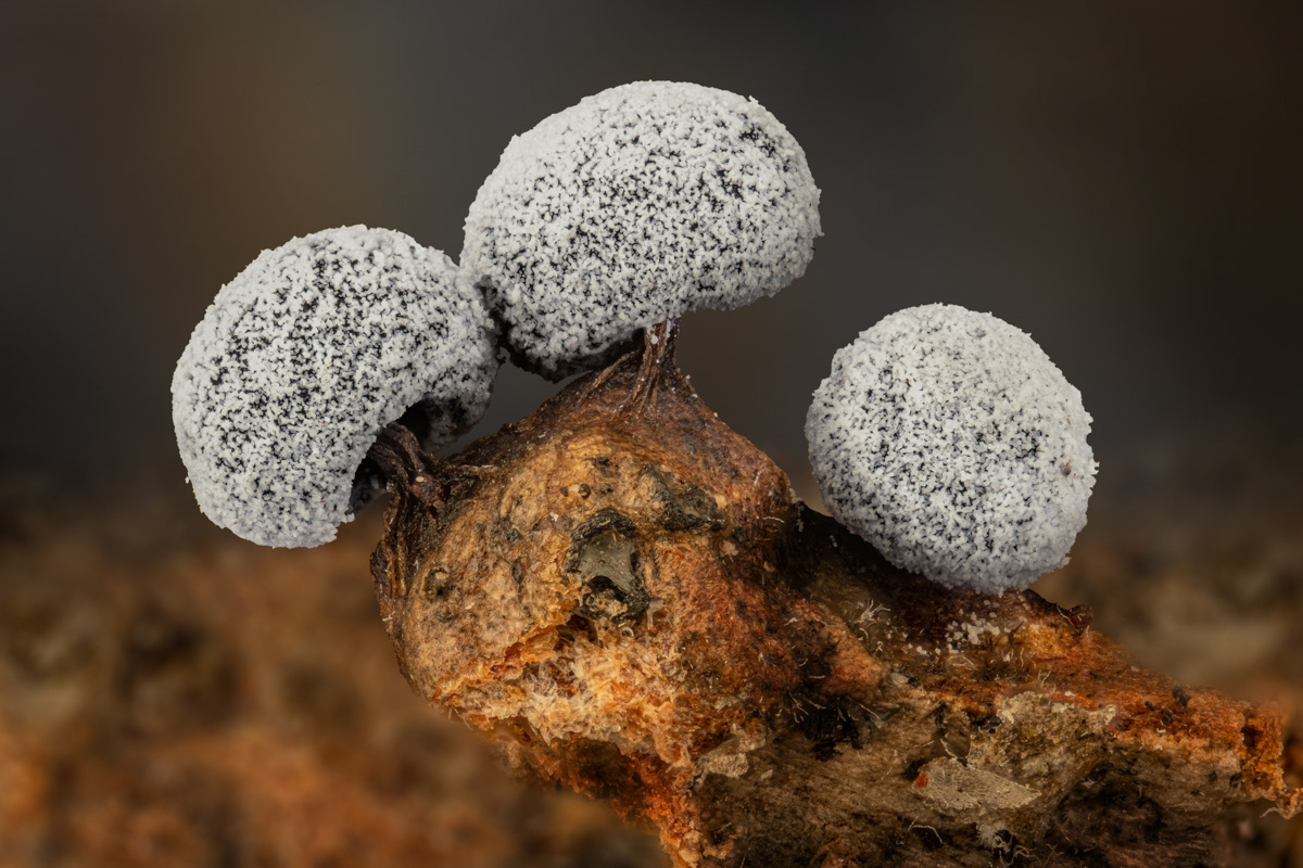 Didymium sp.