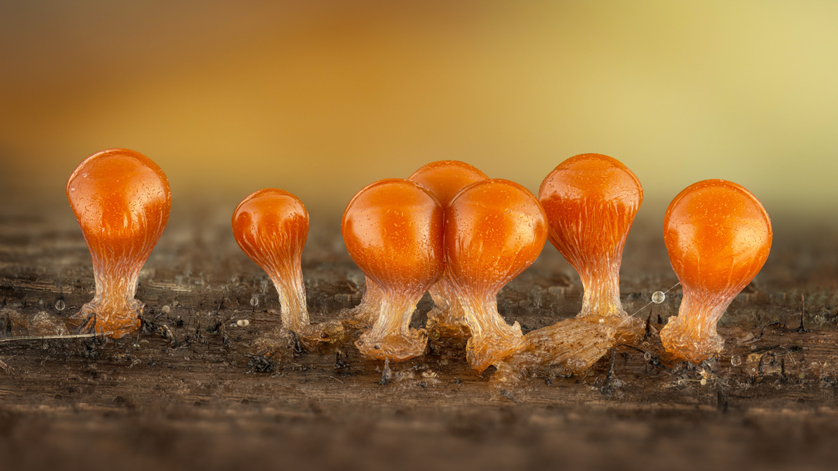 Trichia decipiens