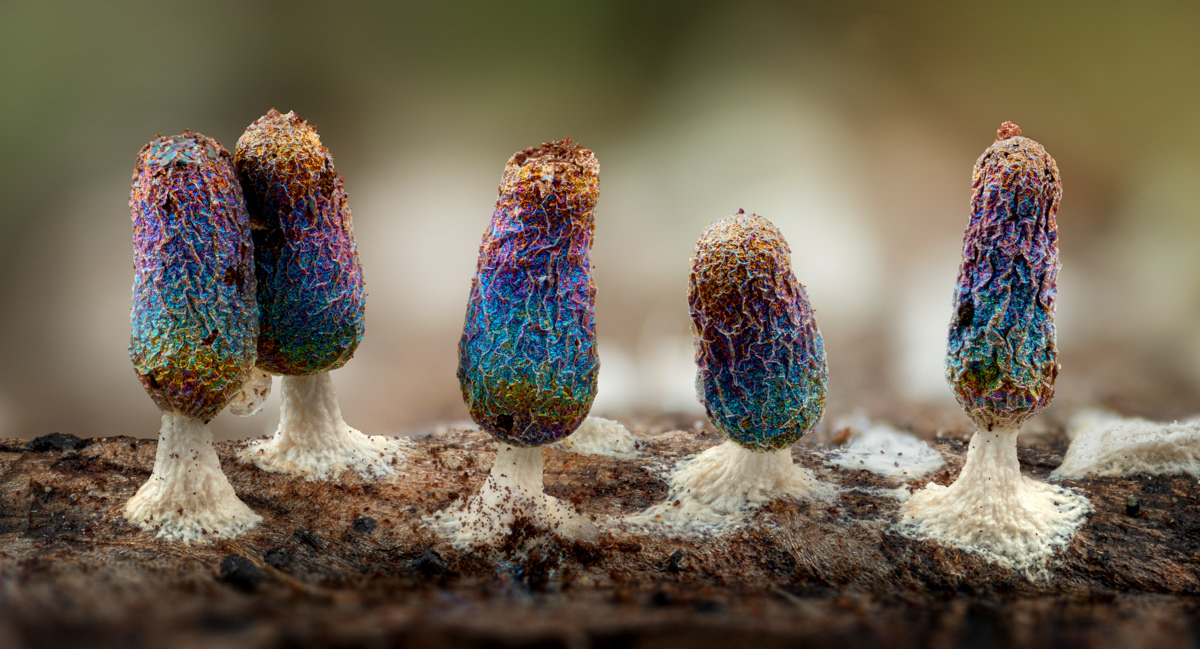 Diachea leucopodia