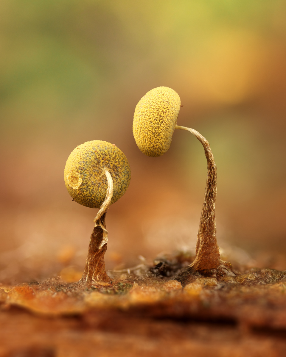 Physarum sp.