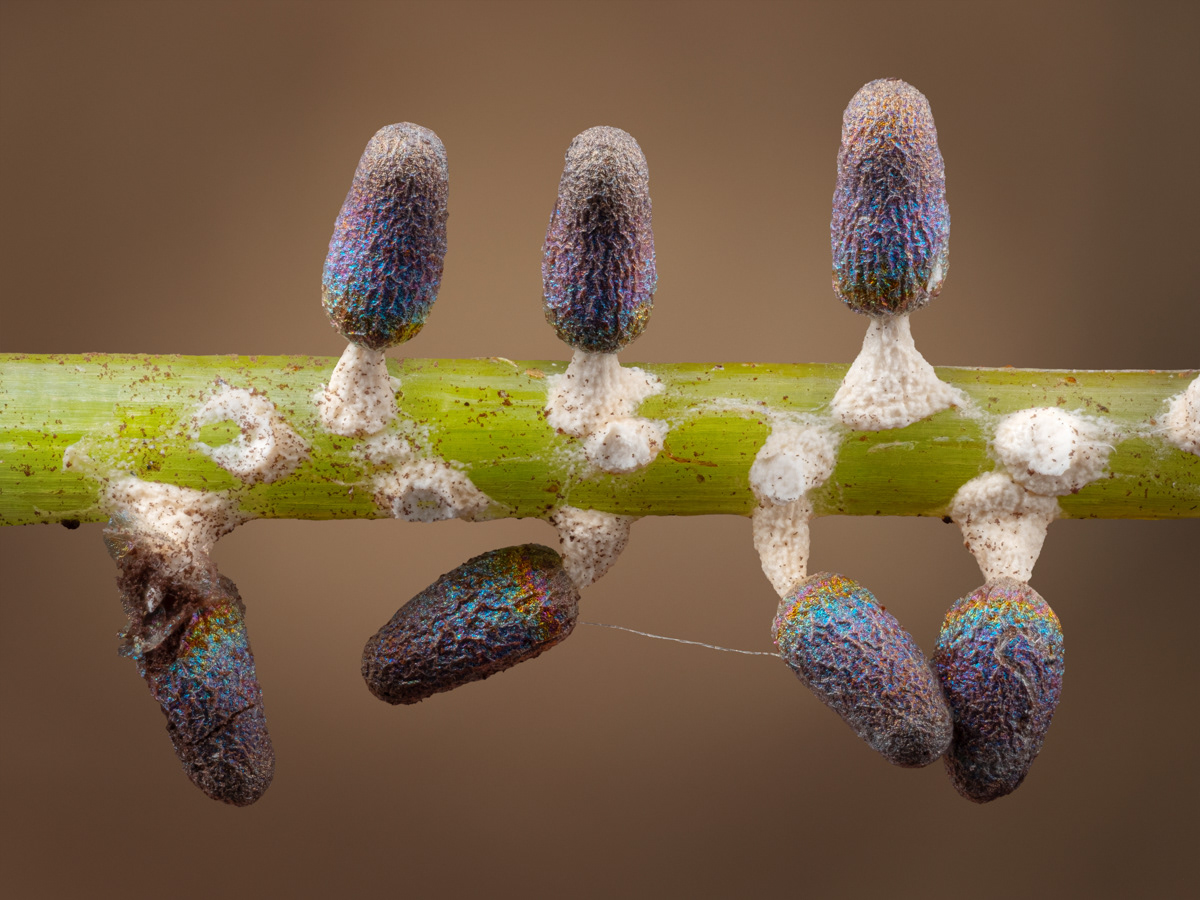 Diachea leucopodia