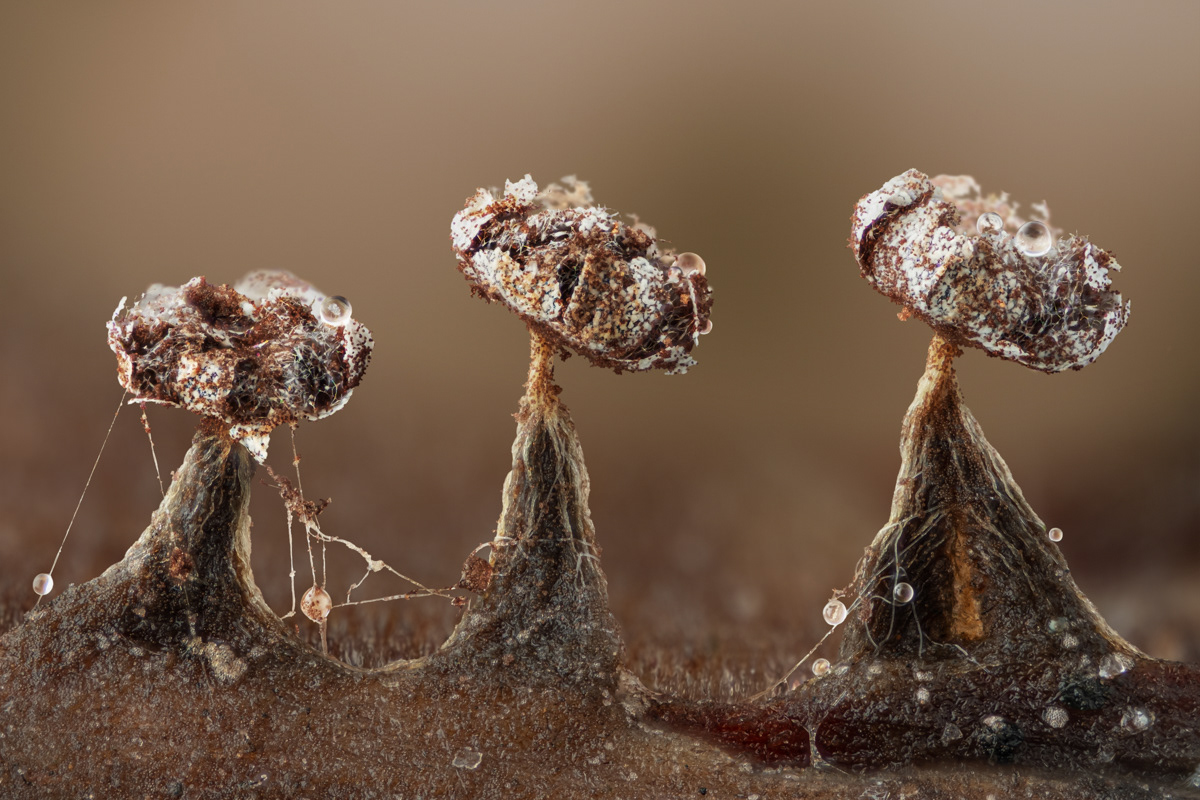 Physarum sp.