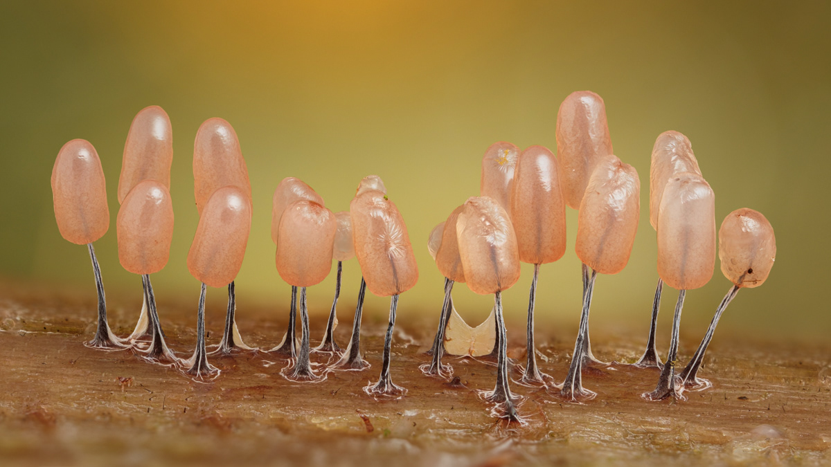 Stemonitopsis typhina