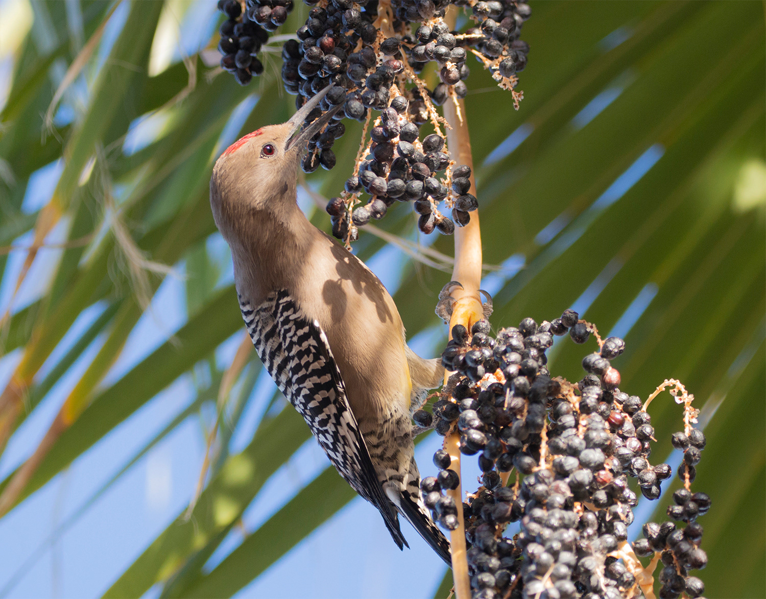 Gila Woodpecker (Male)
