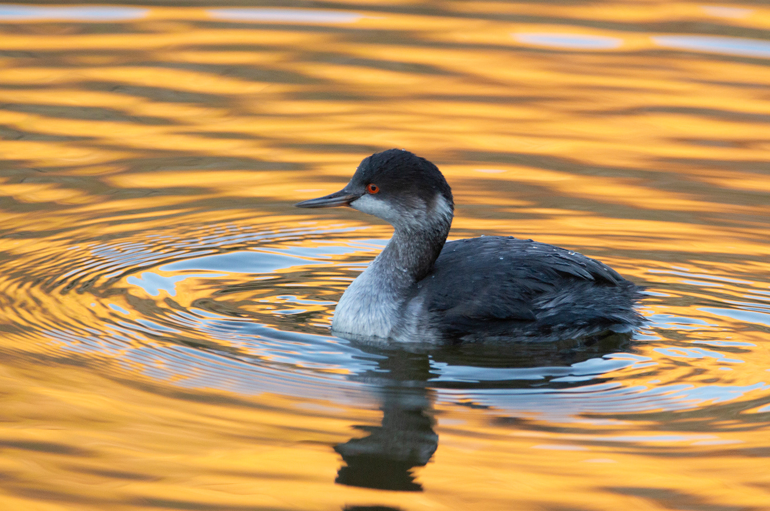 Clark's Grebe