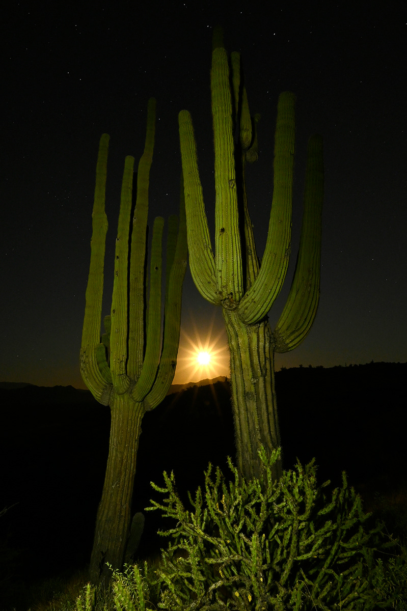 Full Moon shining between Saguaro Cactus