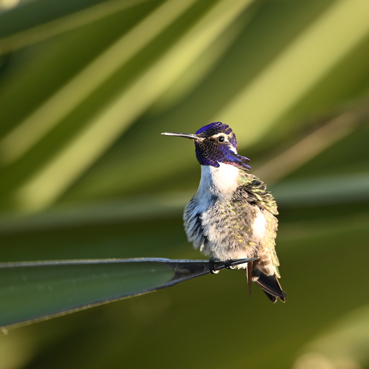Costa's Hummingbird