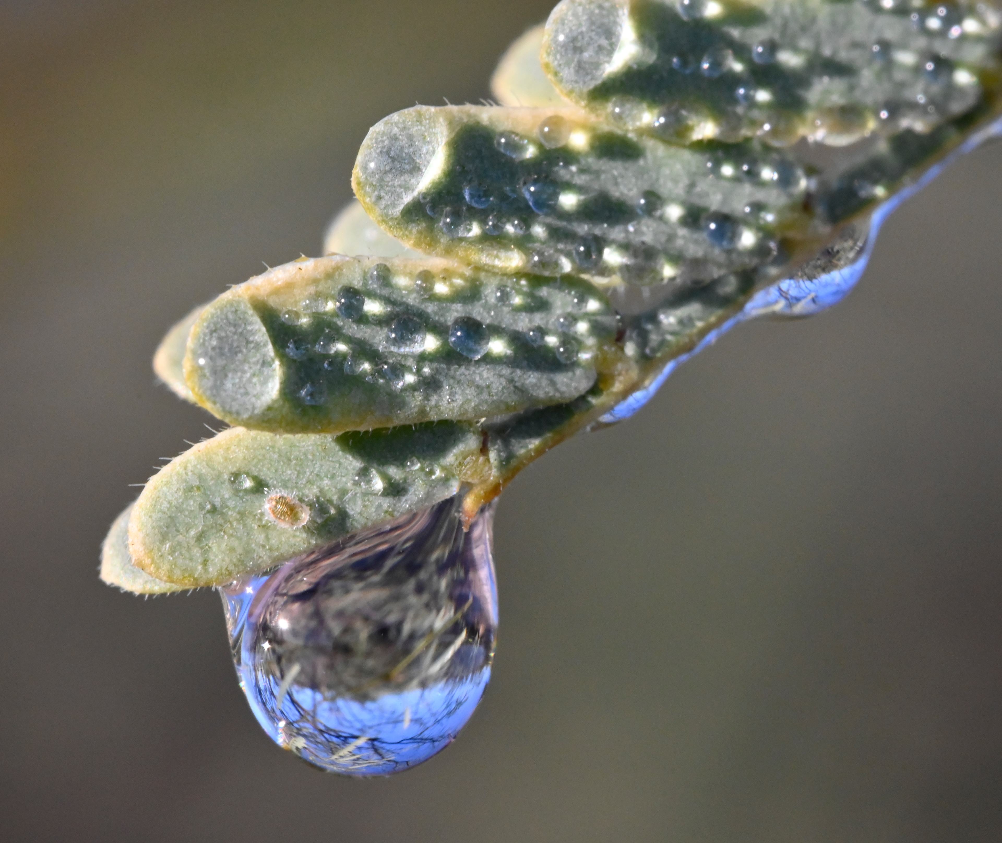 Water Droplet on Desert Vegetation