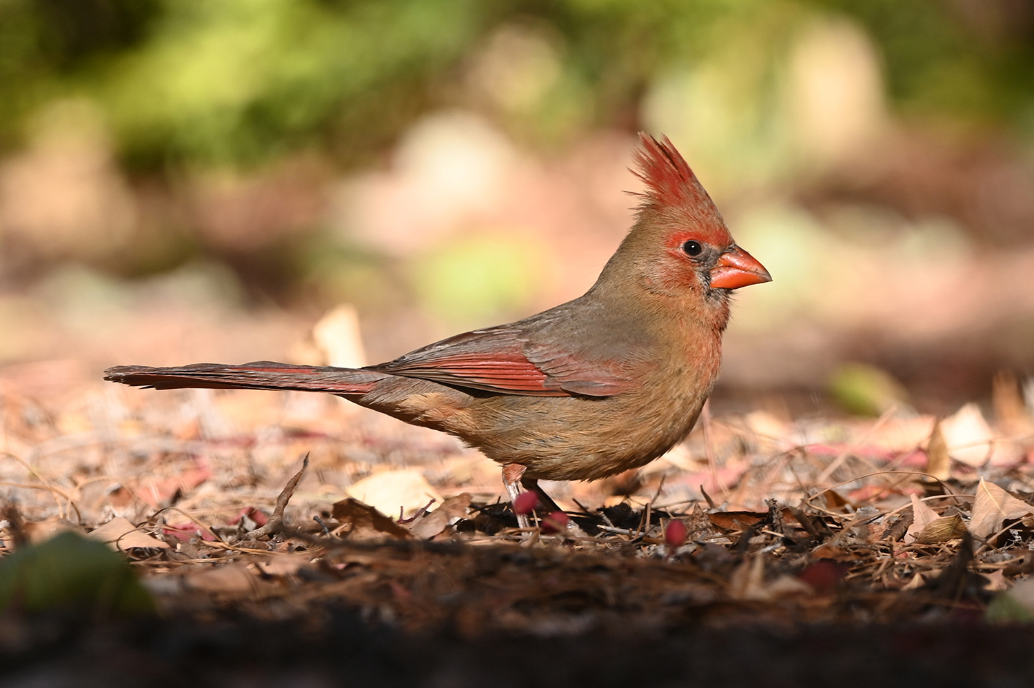 Northern Cardinal (Female)