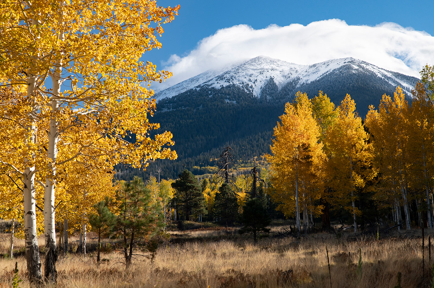 Aspen Trees and the San Francisco Peaks