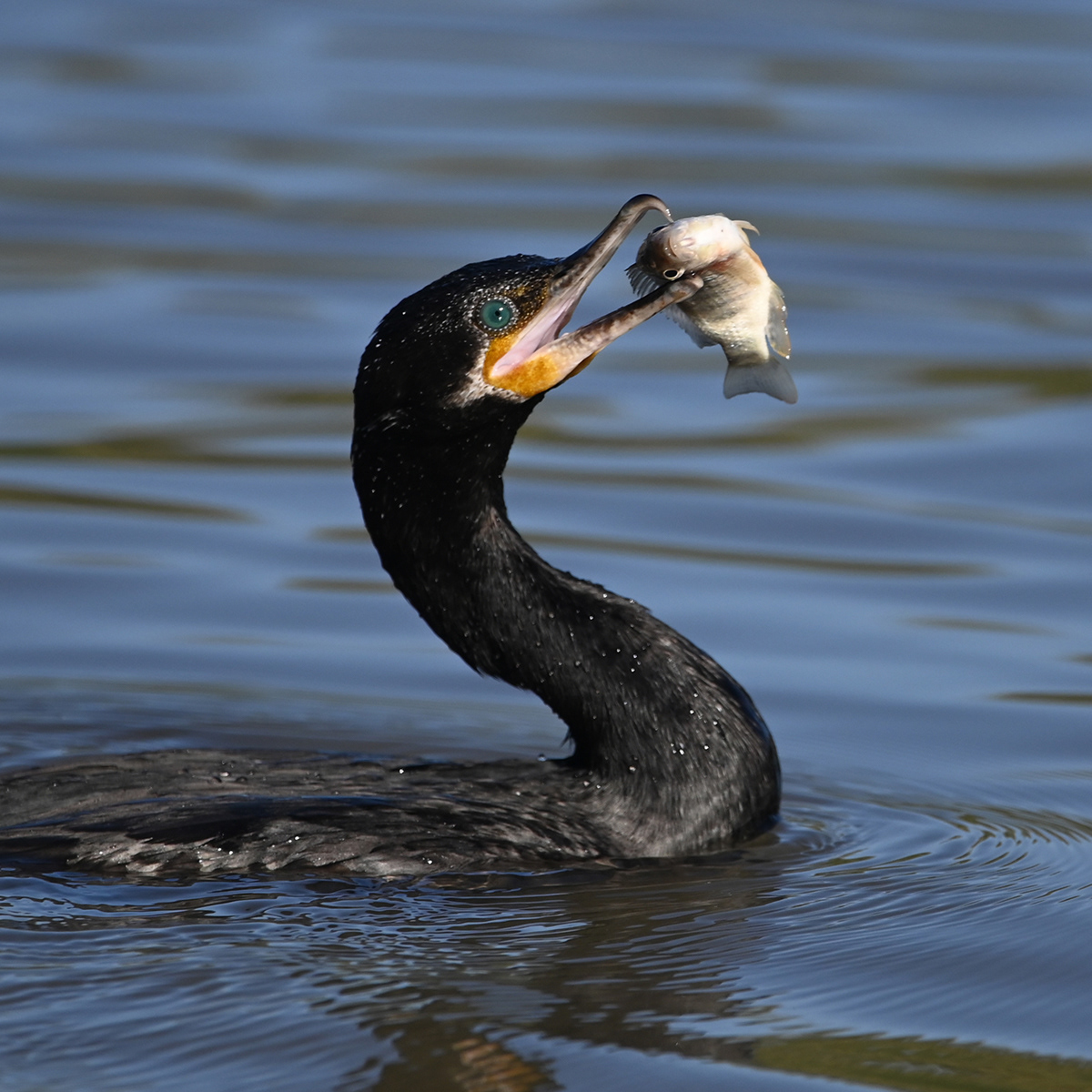 Neotropic Cormorant with fish
