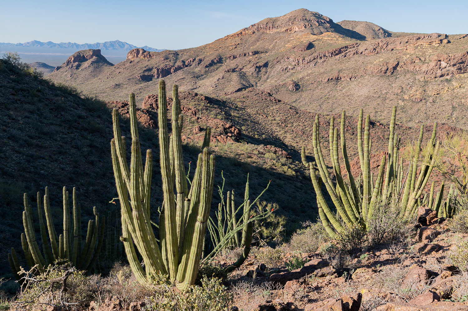 Organ Pipe Cactus National Monument