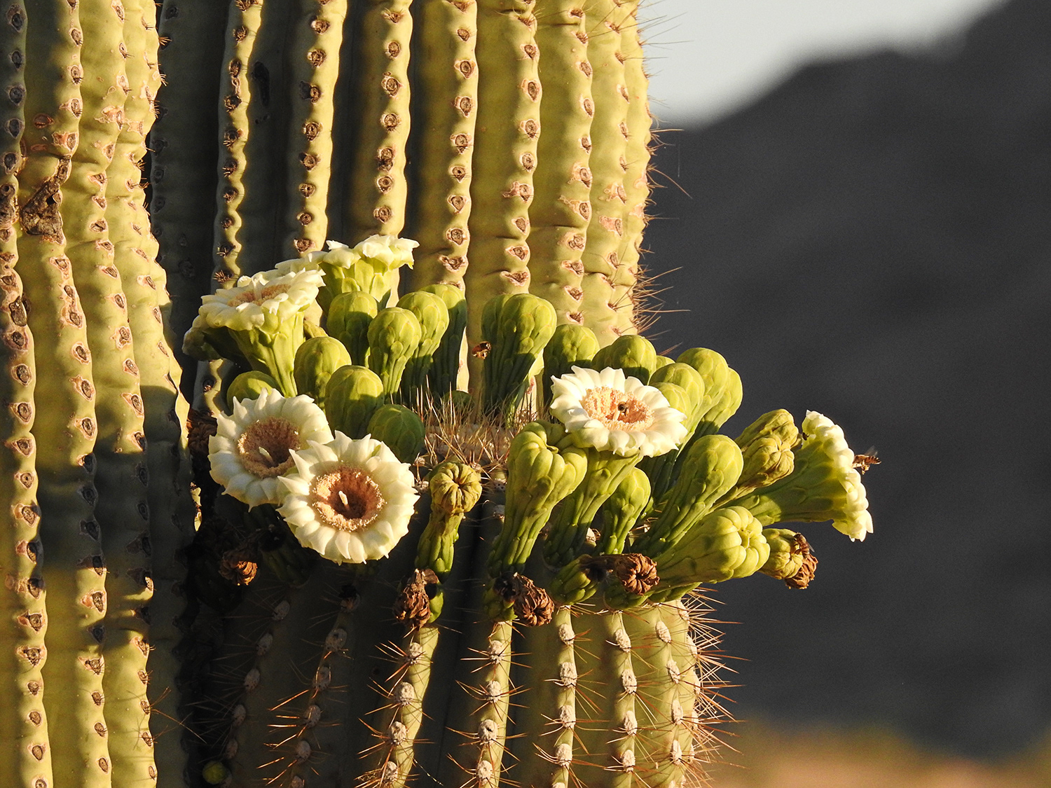 Saguaro Blooms