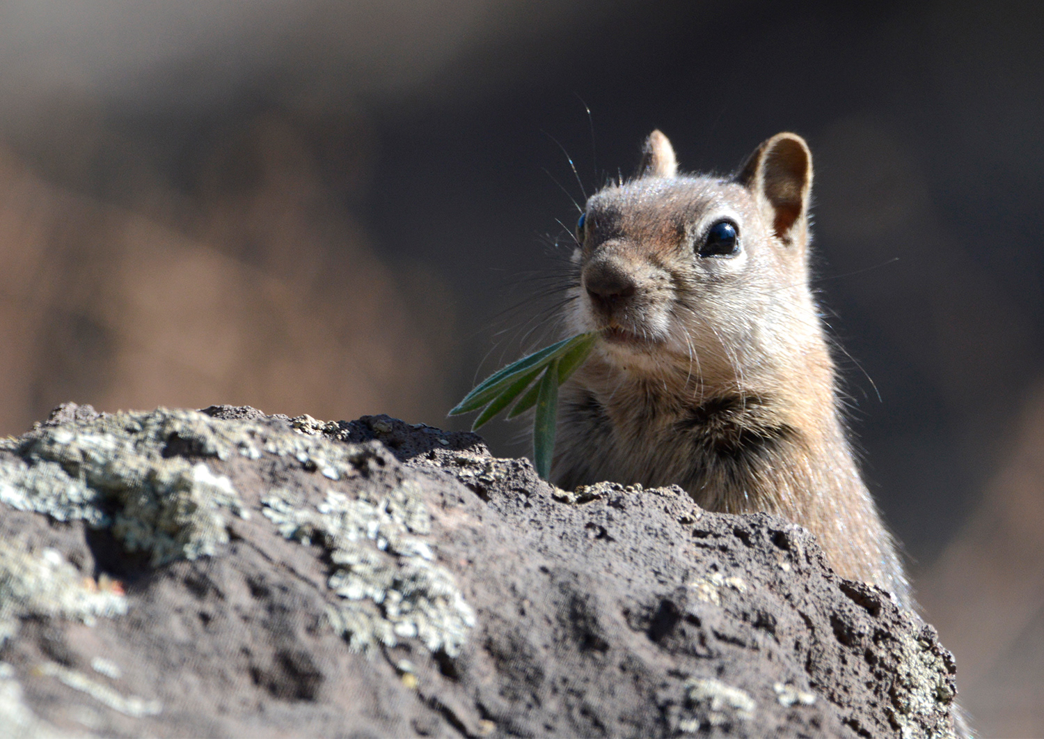 Golden-mantled Ground Squirrel