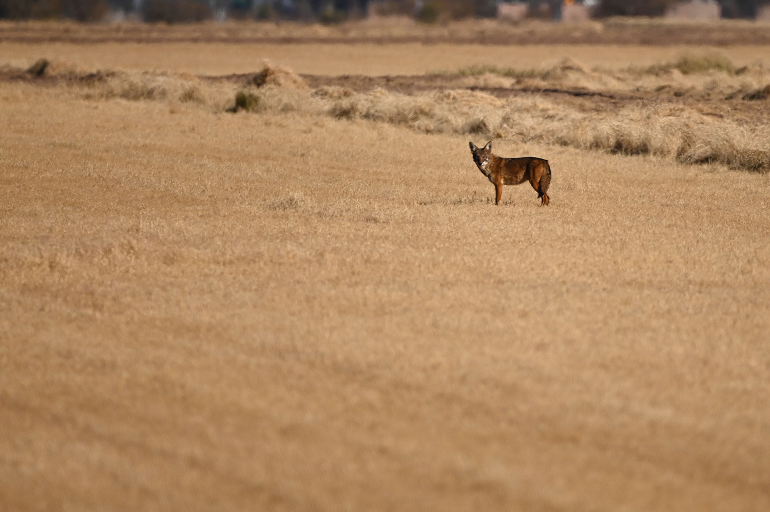 Coyote in a field