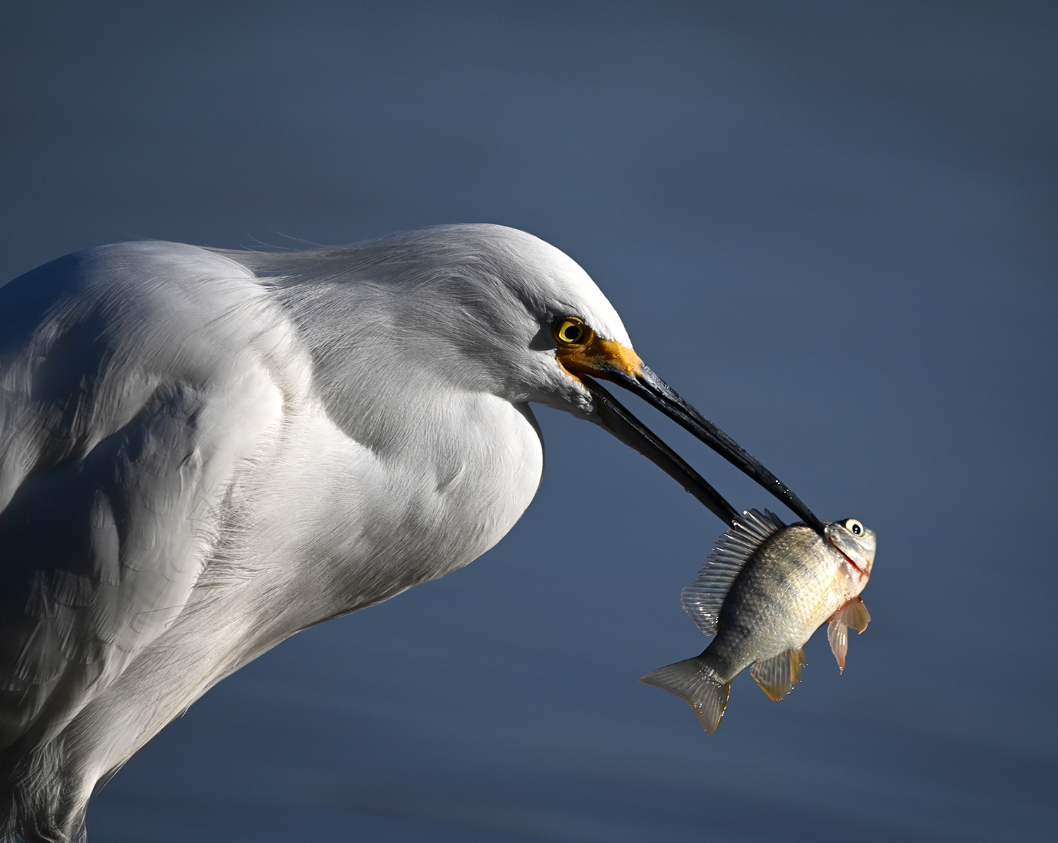 Snowy Egret with Perch