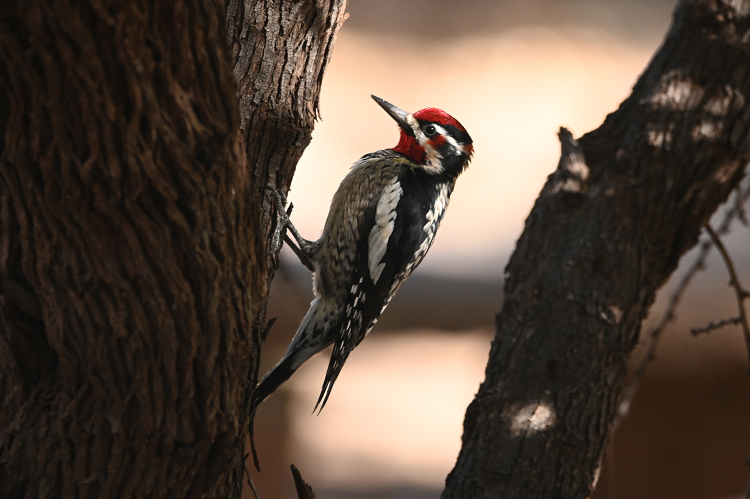 Red-naped Sapsucker