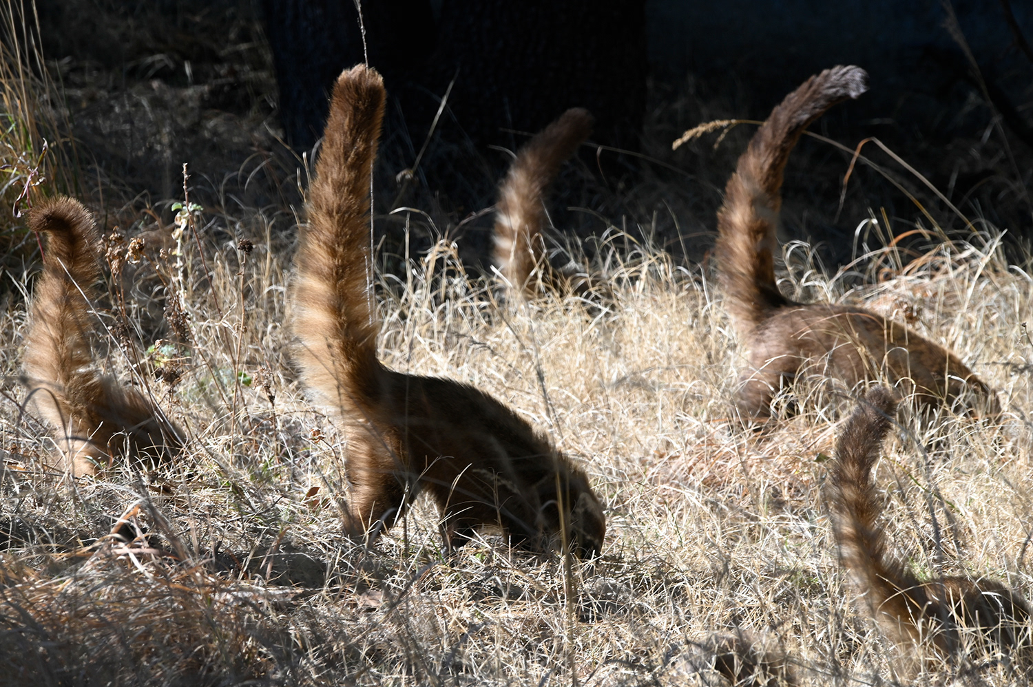 Coatis with tails raised while foraging