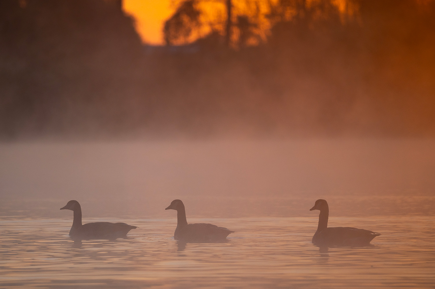 Canada Geese in the mist