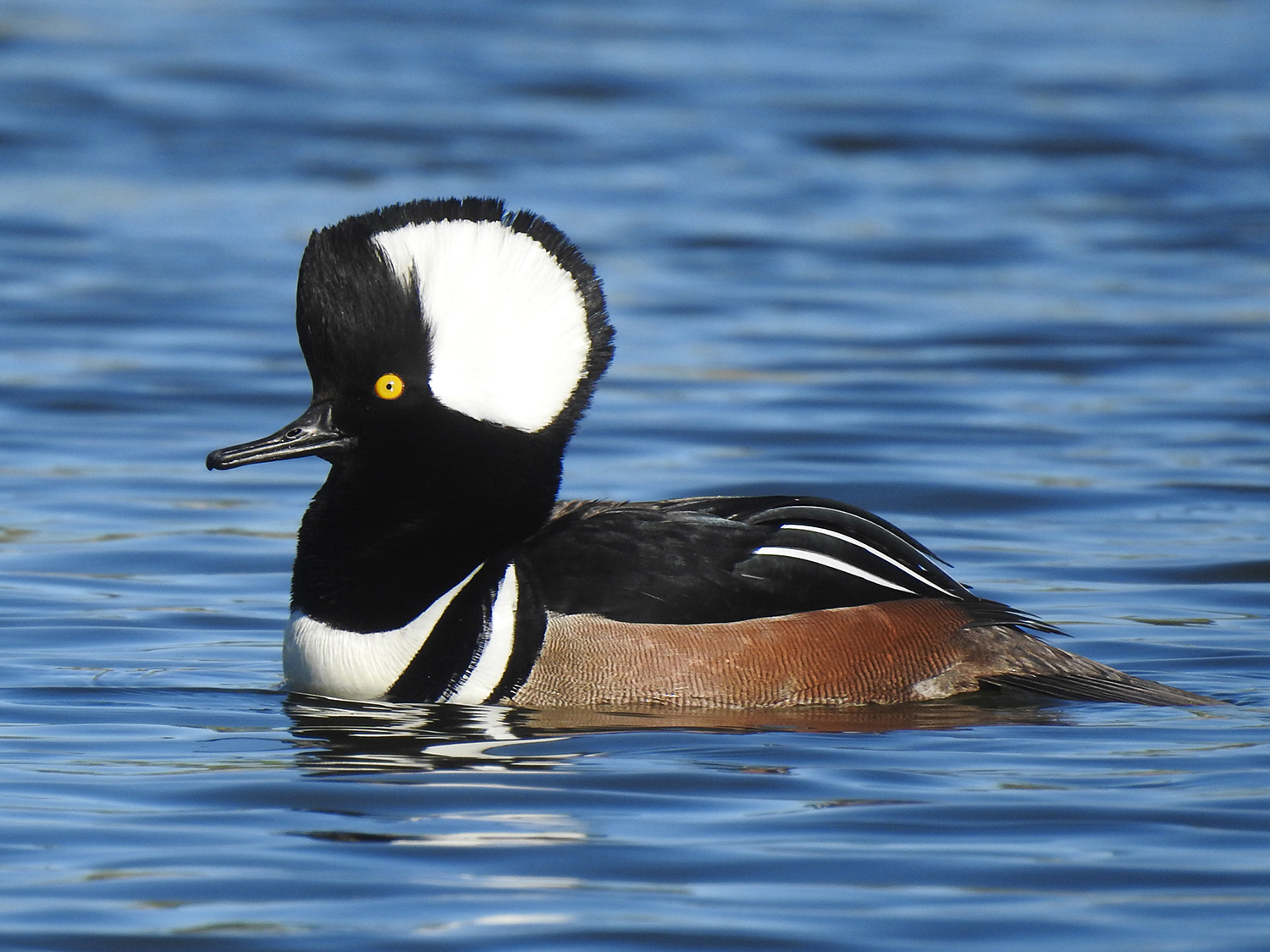 Hooded Merganser (Male)
