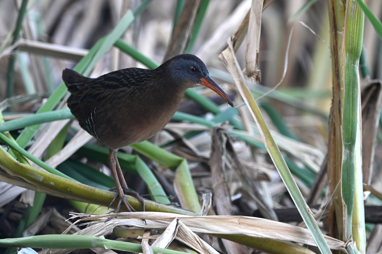 Virginia Rail