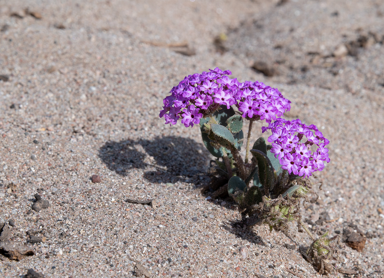 Desert Sand-verbena