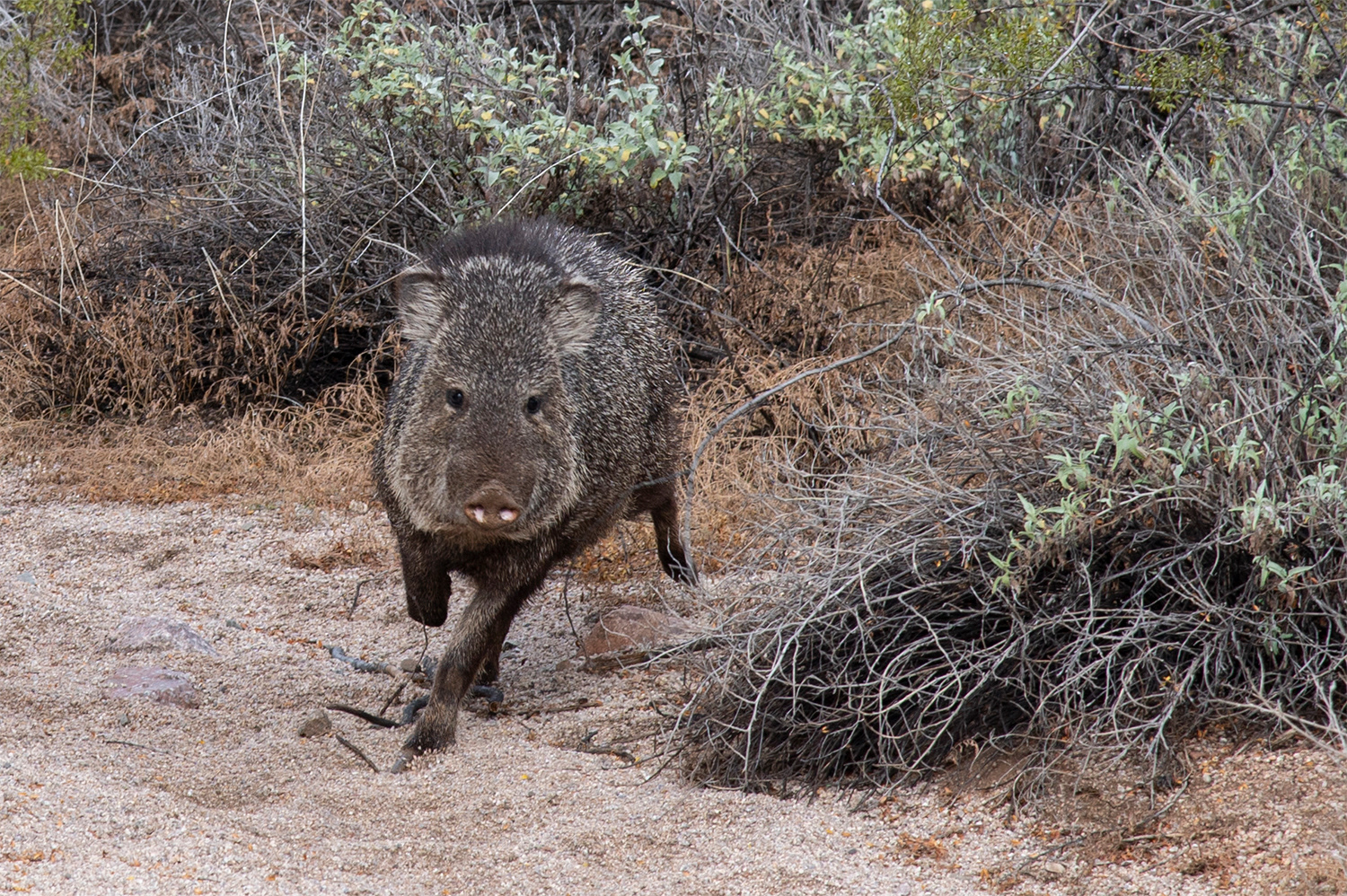 Javelina (Collared Peccary)