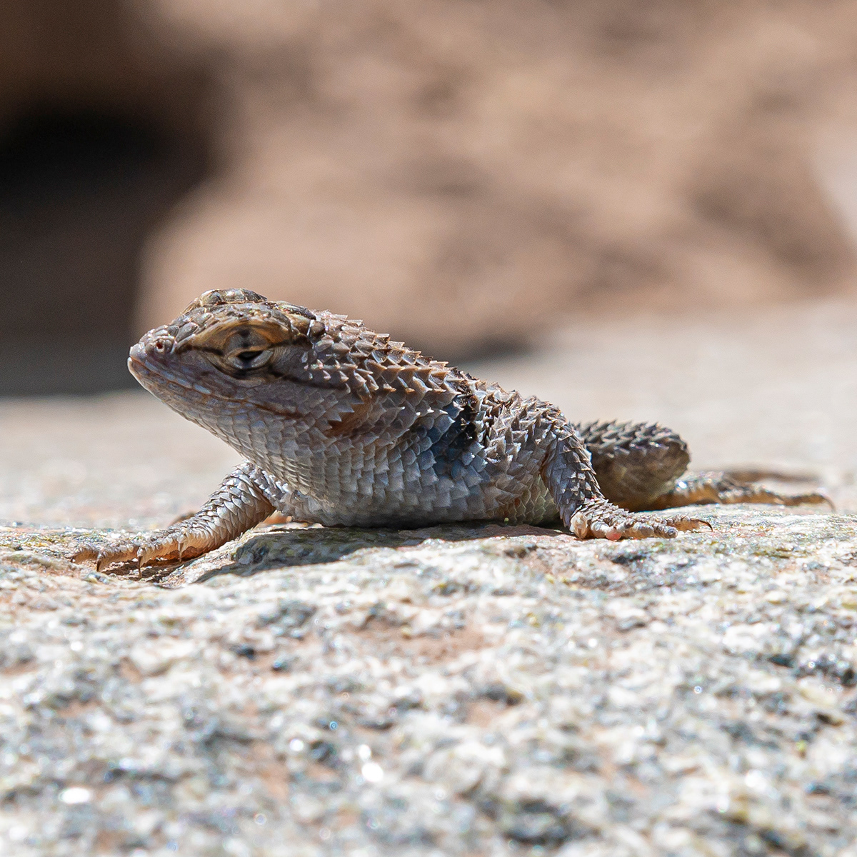 Desert Spiny Lizard