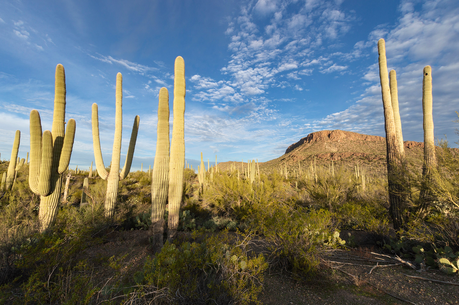 Saguaro National Park