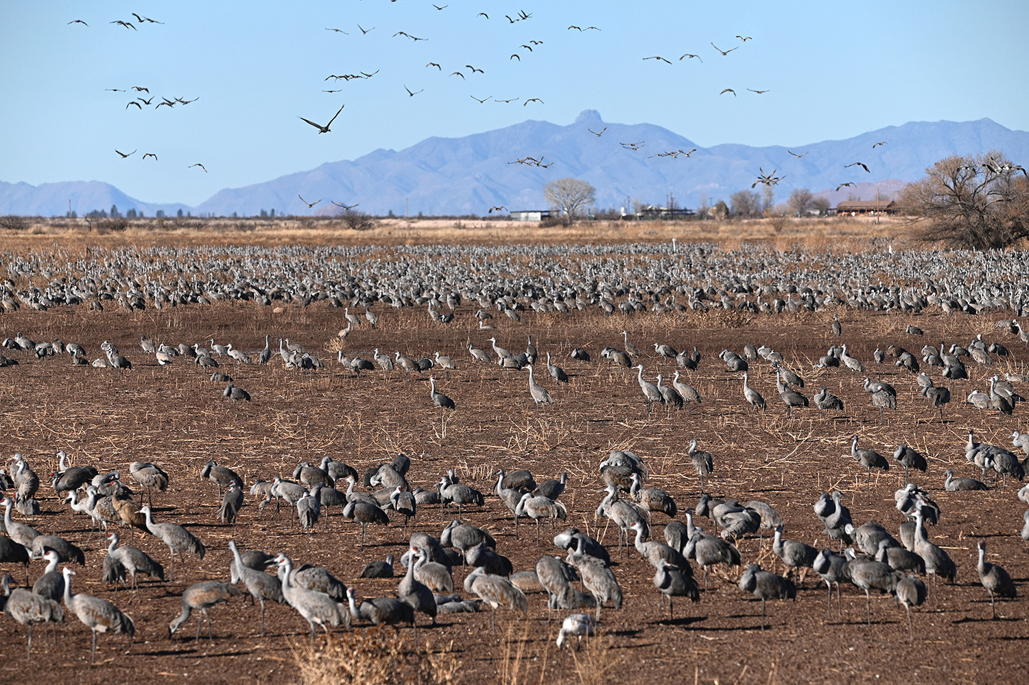 Thousands of Sandhill Cranes