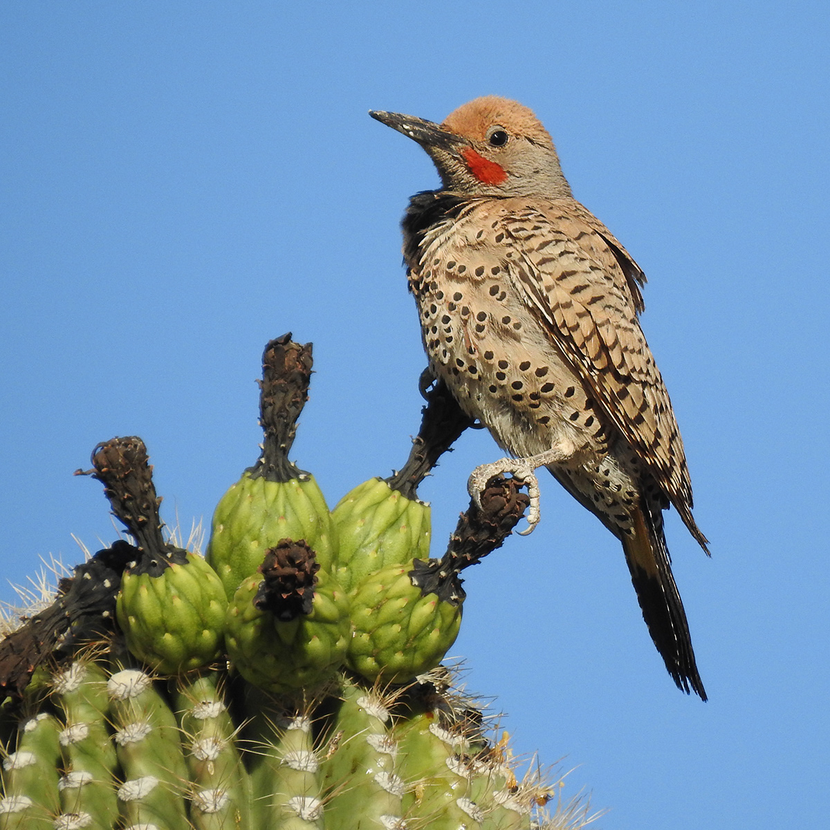 Northern Flicker (Male)