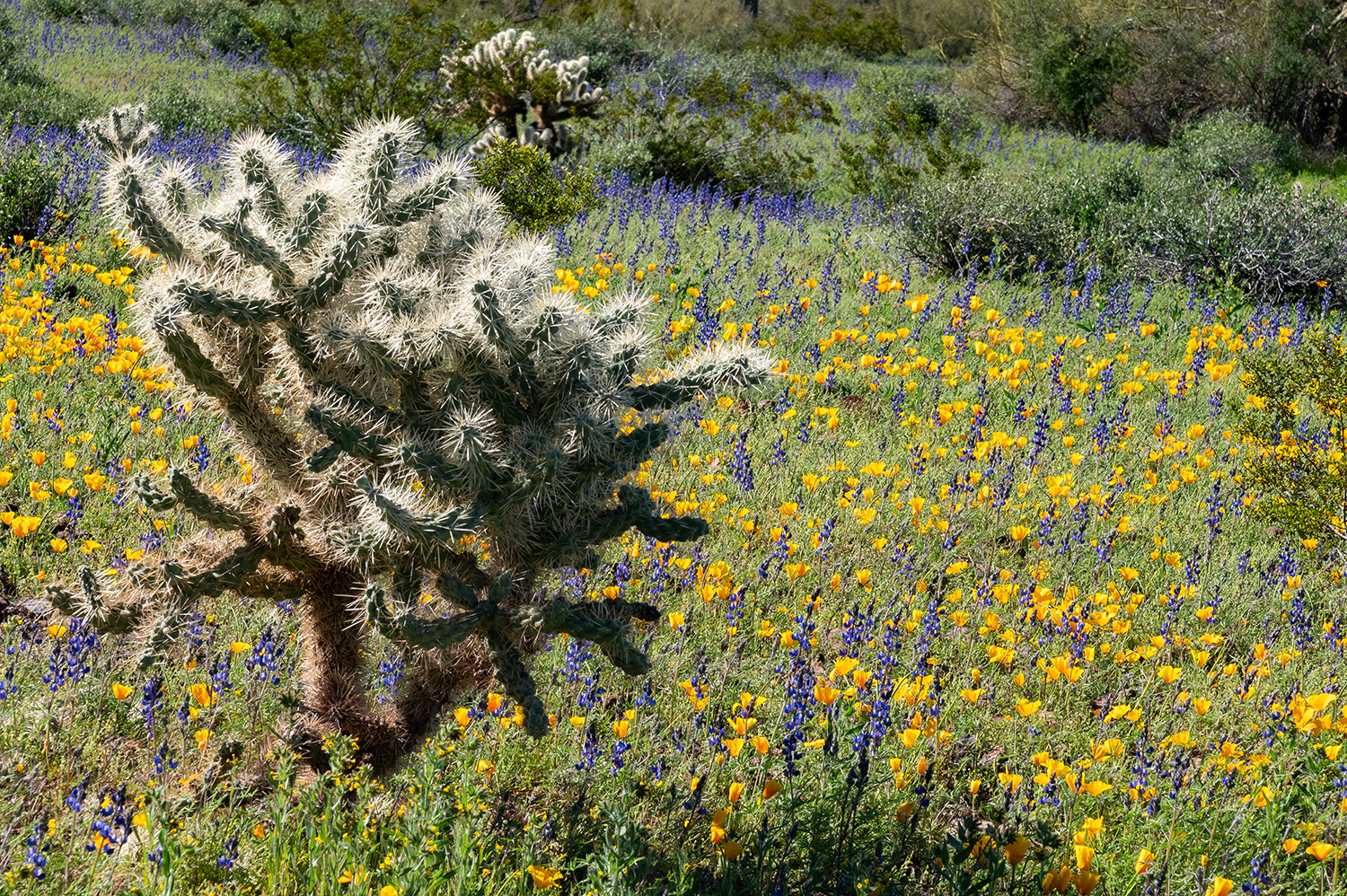 Wildflowers in the Desert