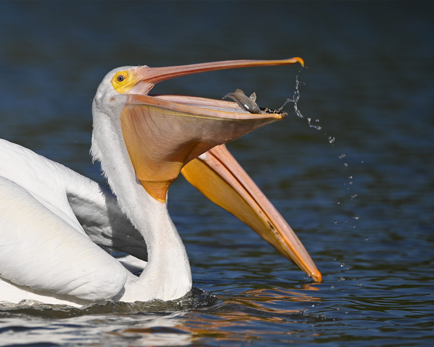 Pelicans capturing fish