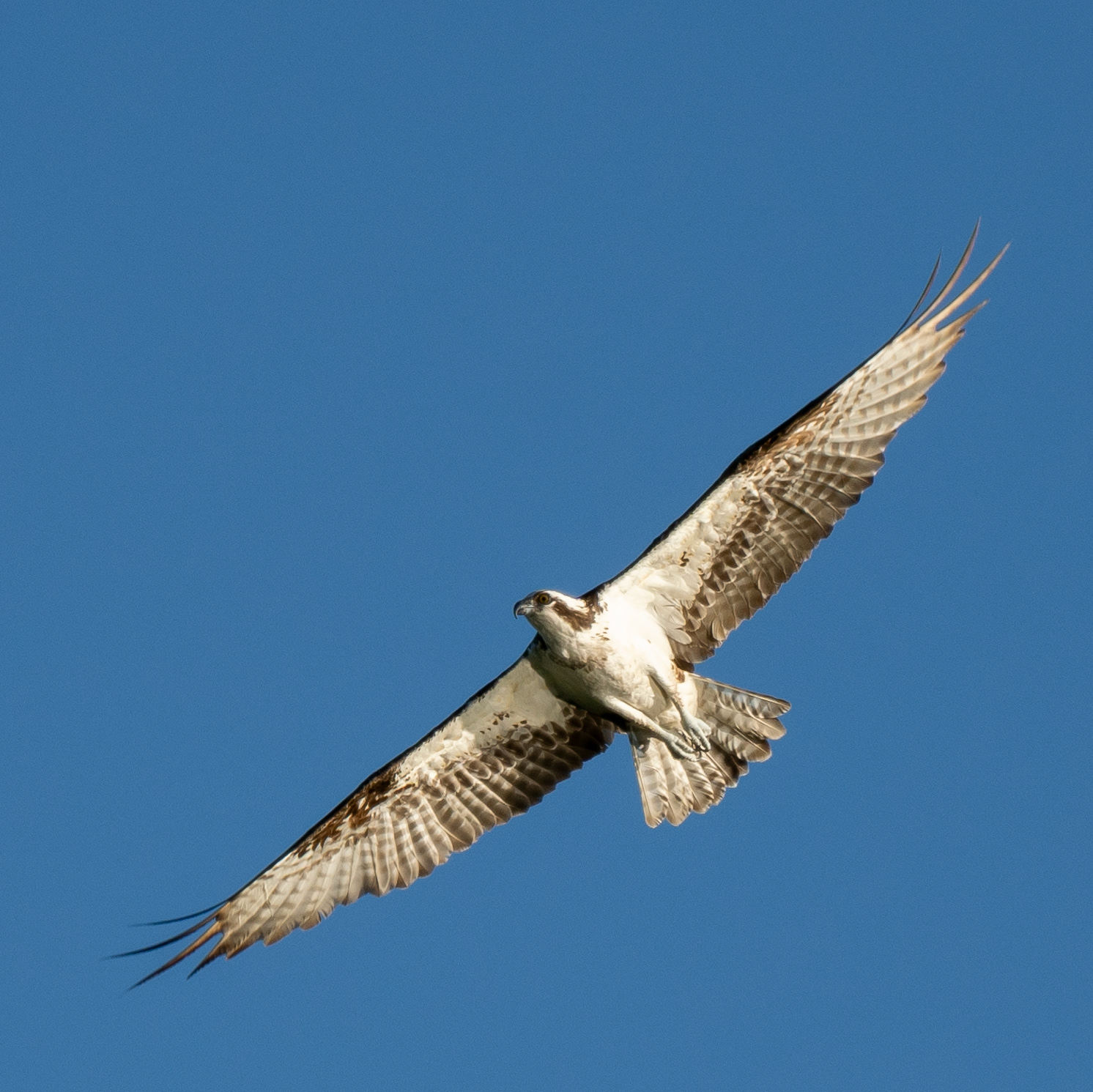 Osprey in flight