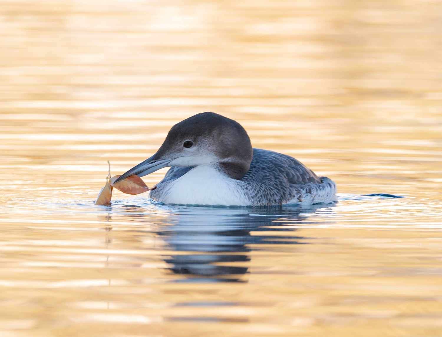 Common Loon