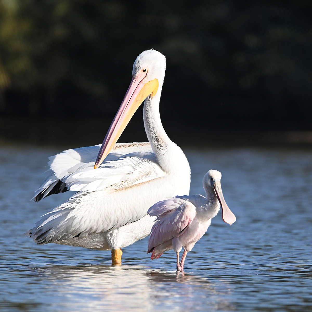 Roseate Spoonbill with Pelican