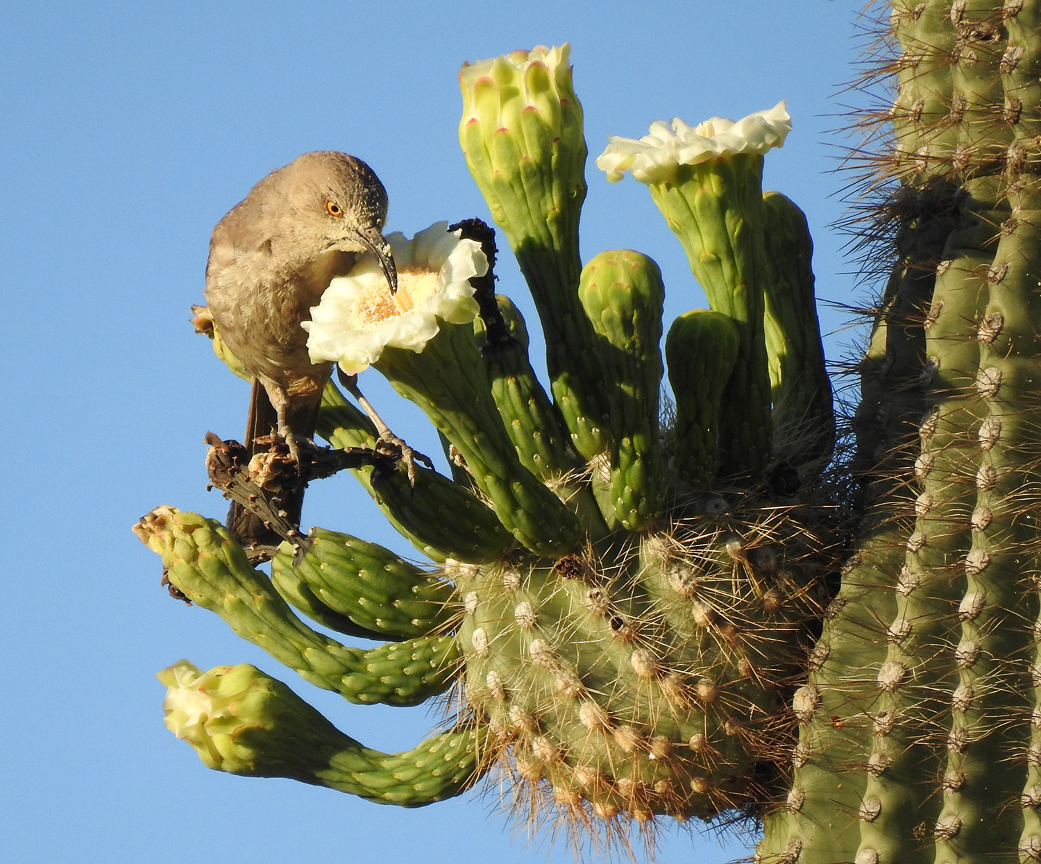 Curve-billed Thrasher with Saguaro Blooms
