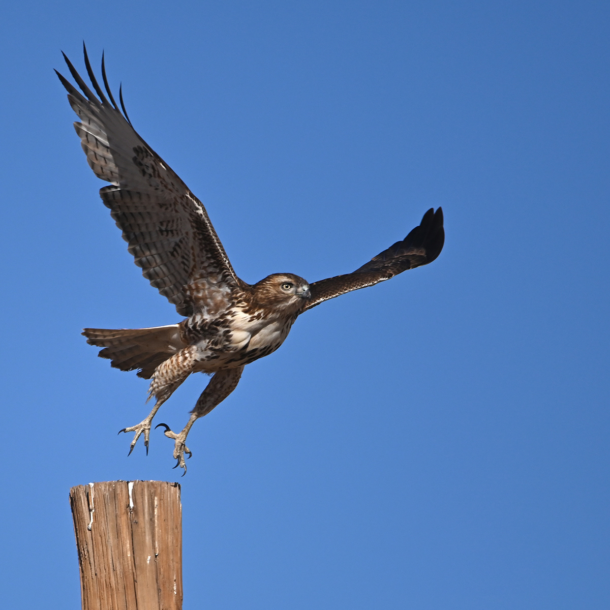 Red-tailed Hawk