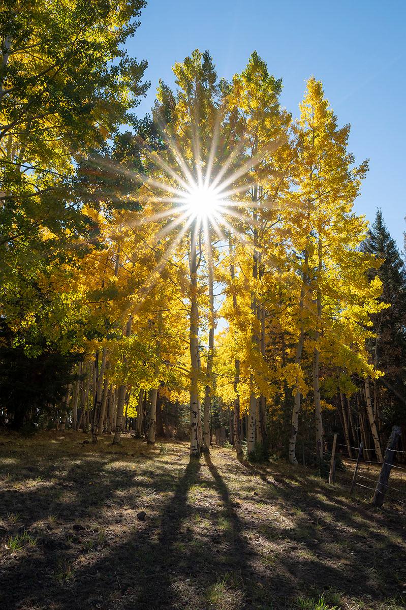 Sunstar shining through an Aspen Tree