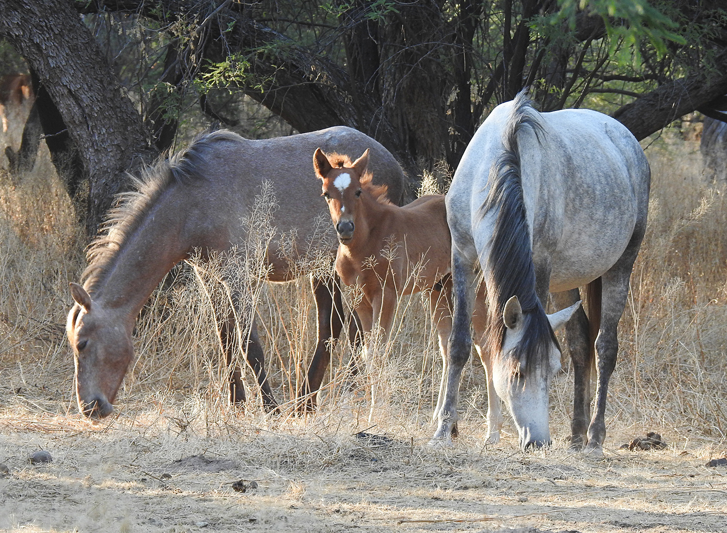 Salt RIver Horses