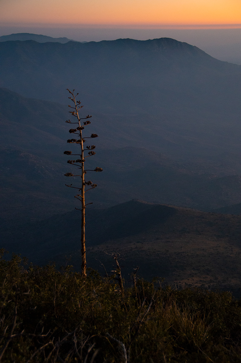 Agave at Sunset