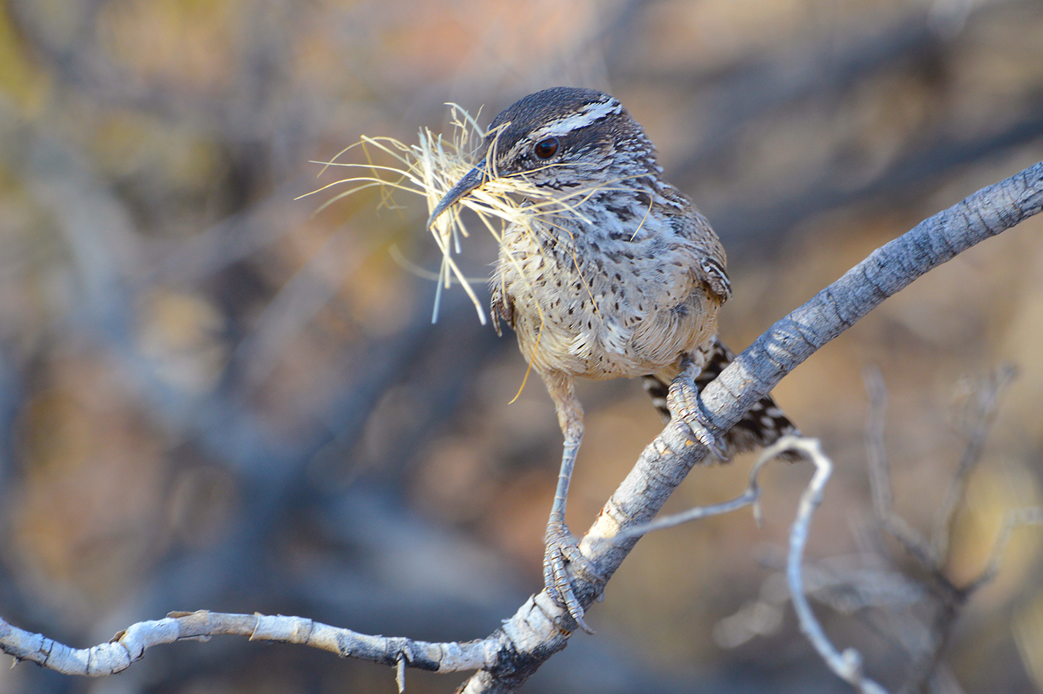 Cactus Wren