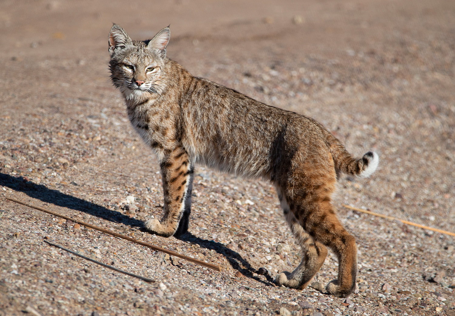 Bobcat