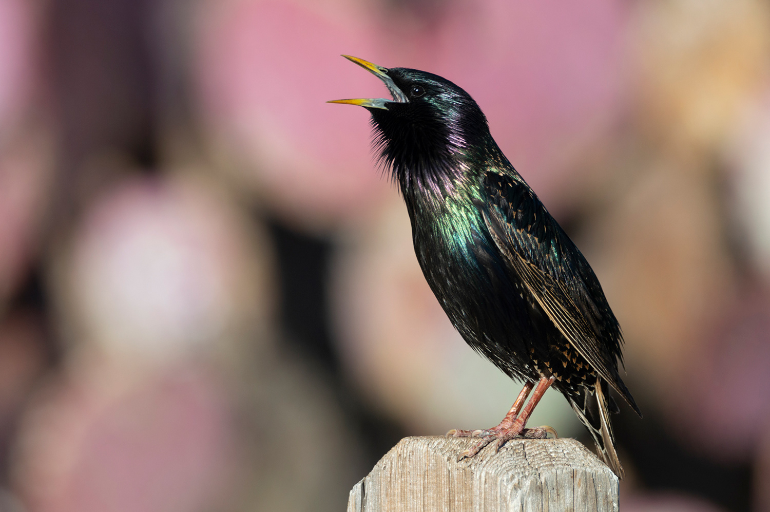 European Starling