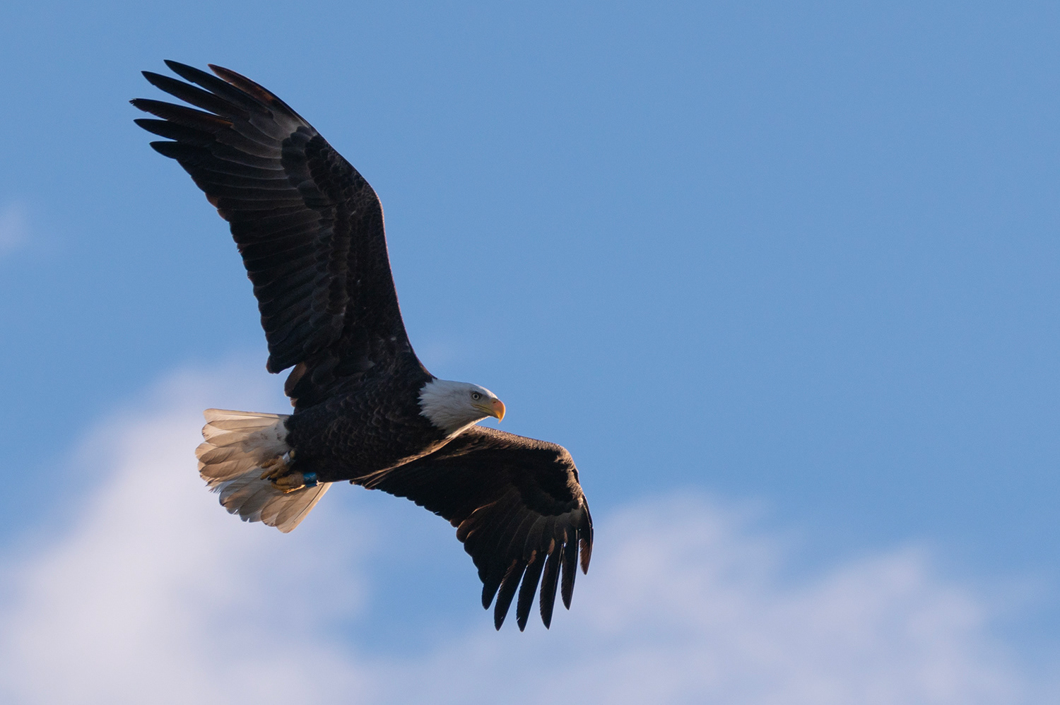 Bald Eagle in flight