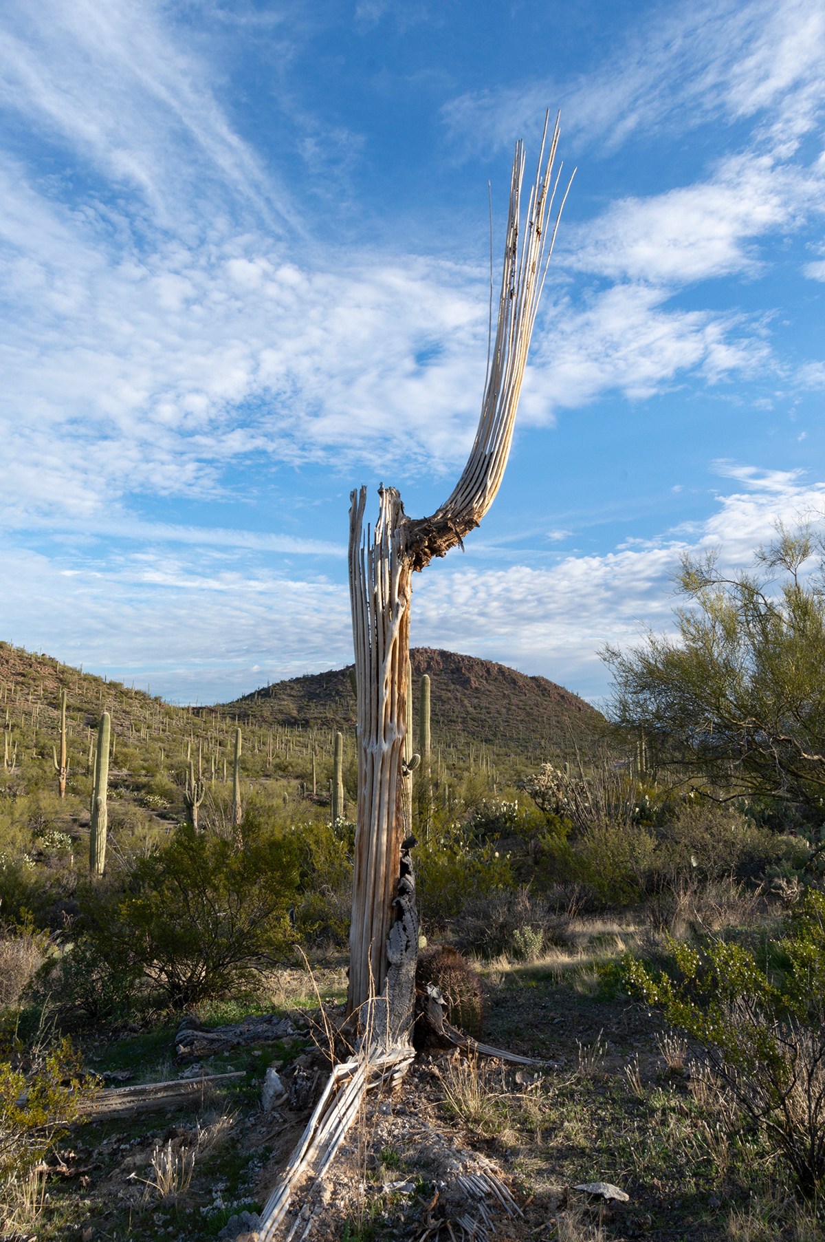 Saguaro Cactus Skeleton