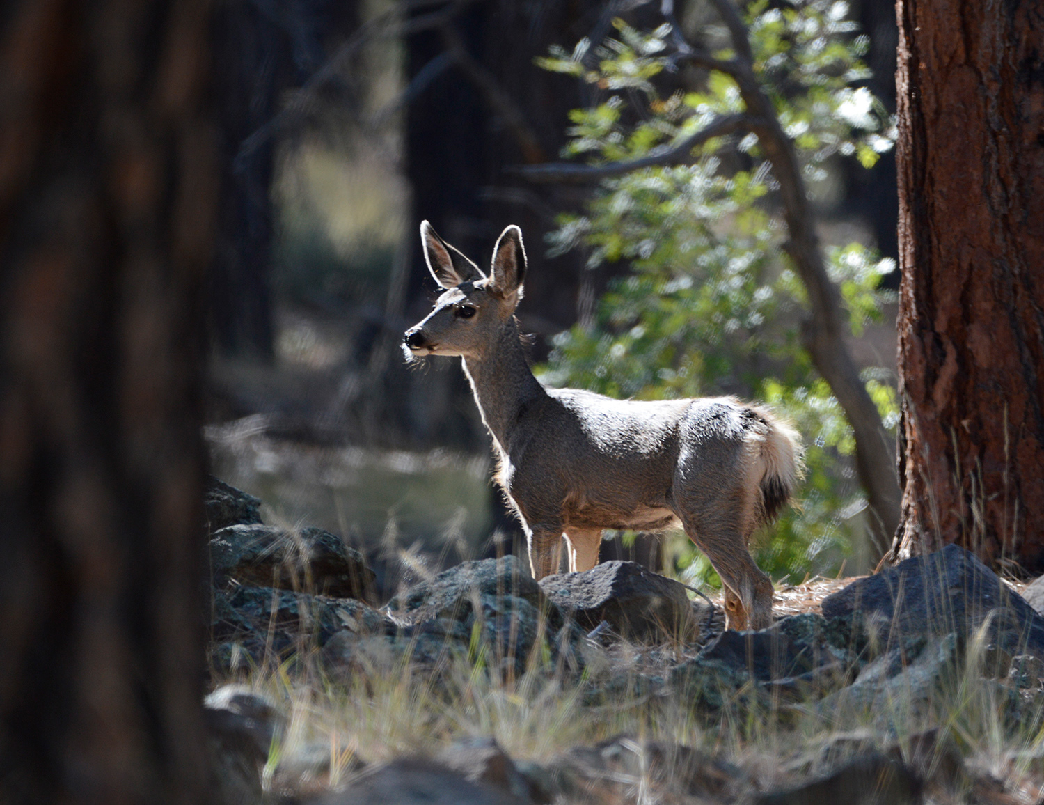 Mule Deer