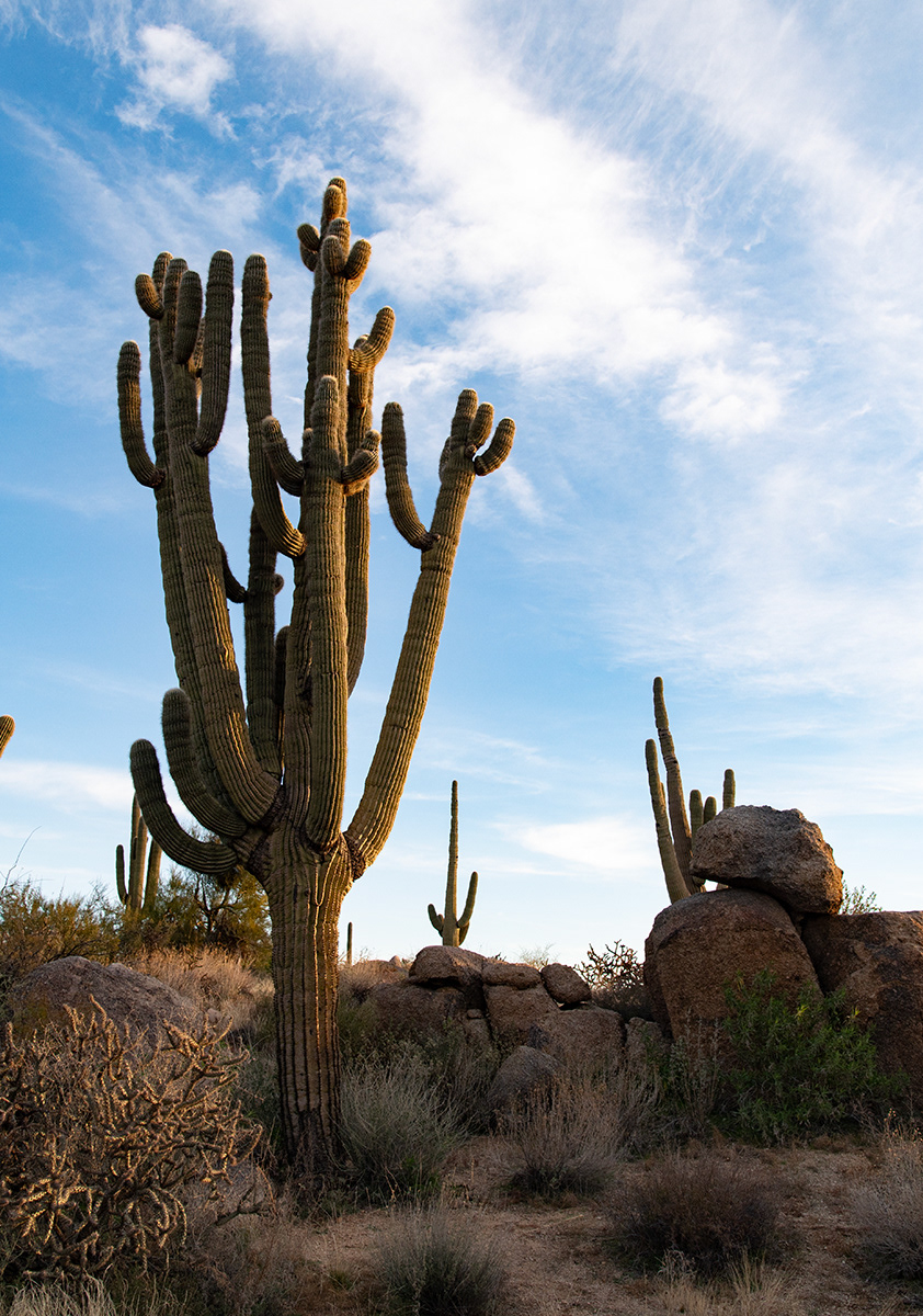 Many-armed Giant Saguaro Cactus