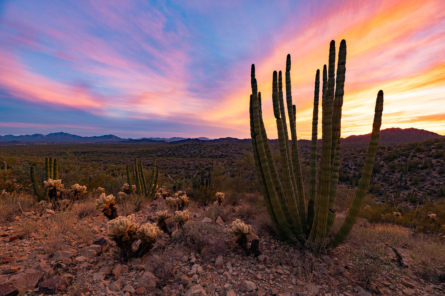 Organ Pipe Cactus Sunset