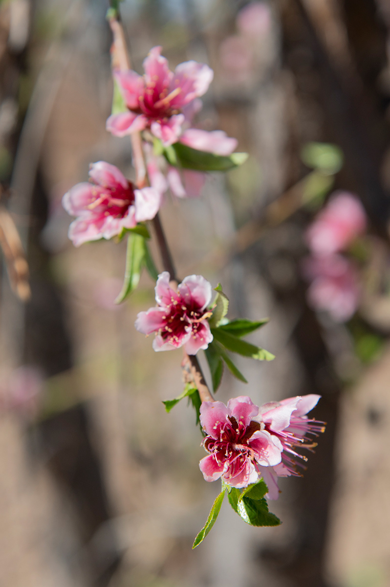 Peach Tree Blossoms